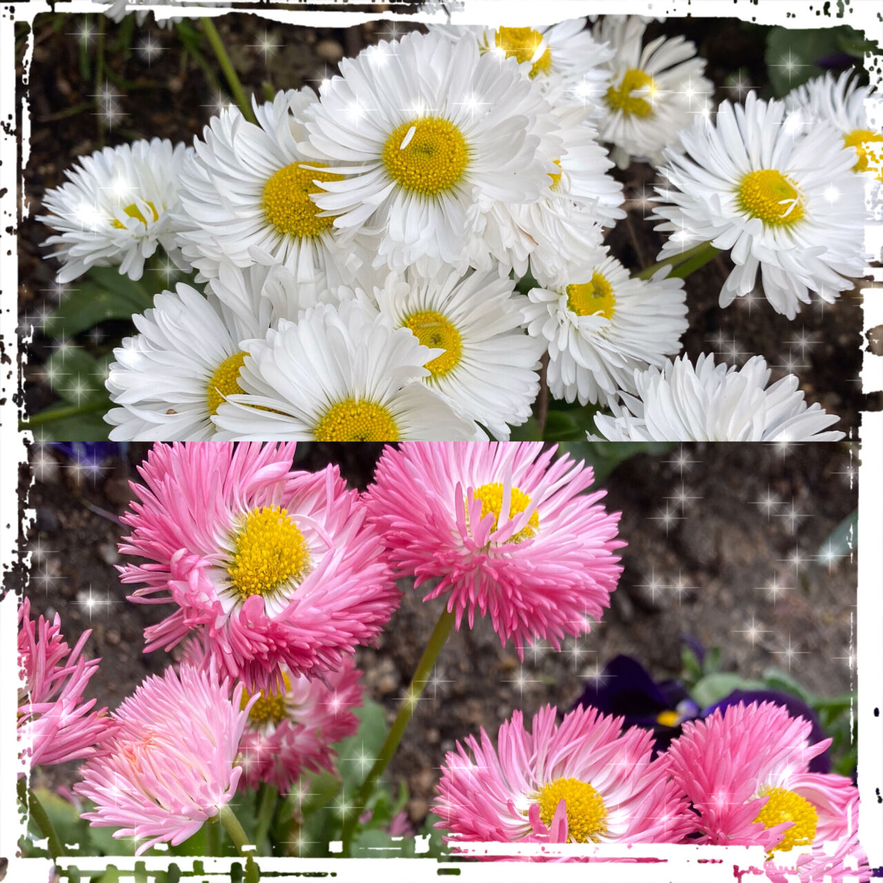 花言葉 小倉南校ブログ はるおかスイミングスクール